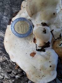 Fomitopsis schrenkii image