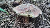 Boletus subcaerulescens image