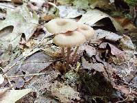 Entoloma odoriferum image