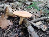 Lactifluus hygrophoroides image