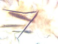 Trichoglossum variabile image