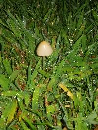 Conocybe apala image