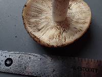 Russula sororia image