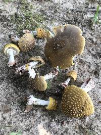 Amanita flavorubens image