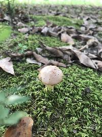 Aureoboletus auriporus image