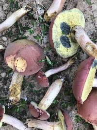 Boletus patrioticus image