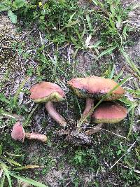 Boletus patrioticus image