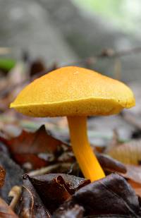 Aureoboletus auriflammeus image