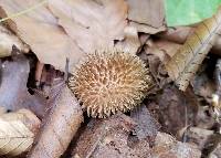 Lycoperdon echinatum image