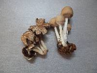 Image of Candolleomyces sichuanicus