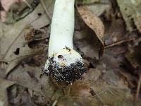 Agaricus placomyces image