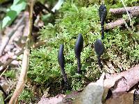 Trichoglossum farlowii image