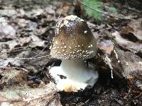 Amanita brunnescens image