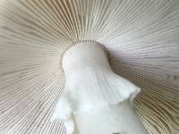 Amanita aestivalis image