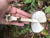 Amanita brunnescens image