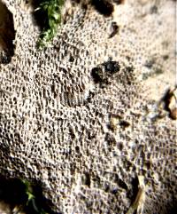 Perenniporia fraxinea image