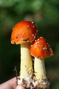 Amanita parcivolvata image