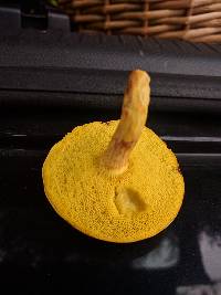 Aureoboletus innixus image