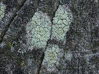 Lecanora strobilina image