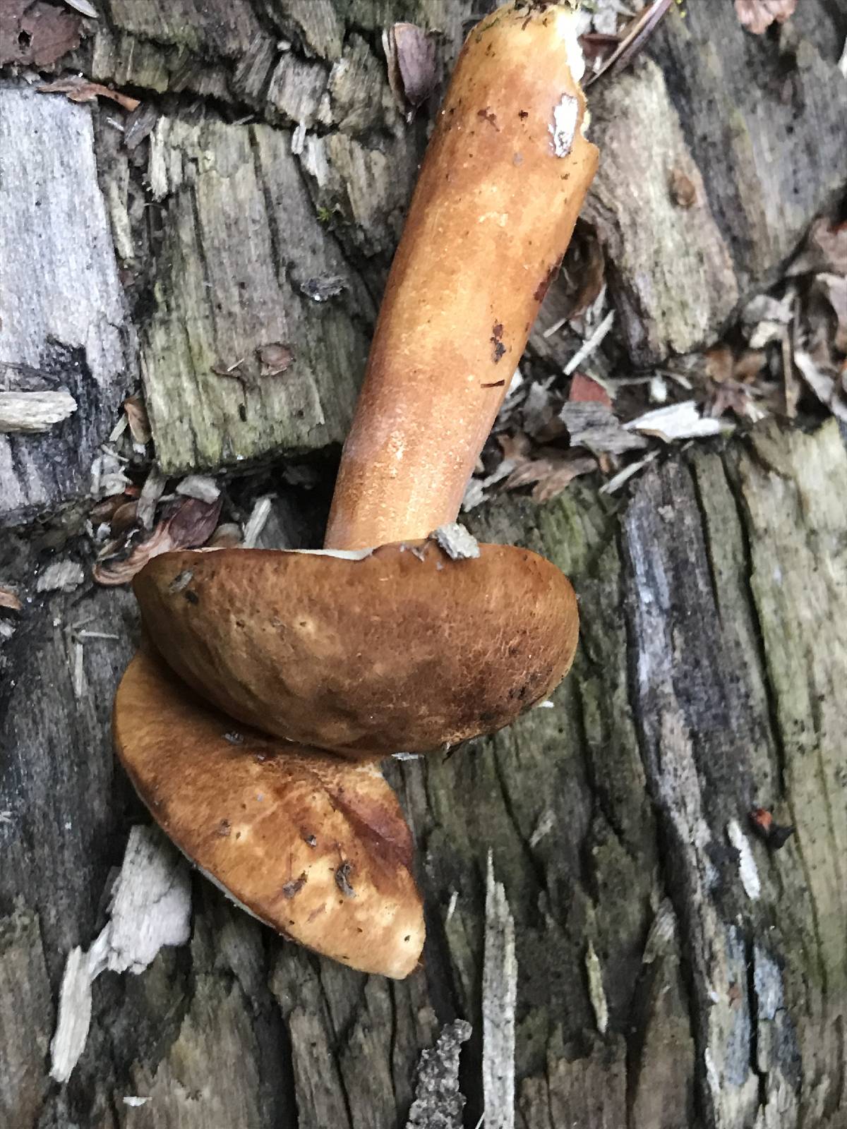 Austroboletus gracilis var. gracilis image