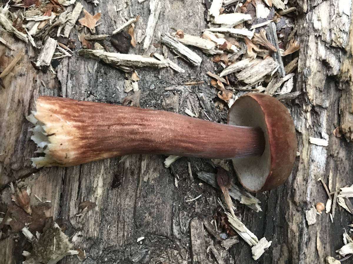 Austroboletus gracilis var. pulcherripes image