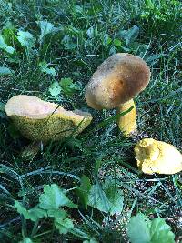 Boletus auripes image