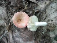 Russula minutula image