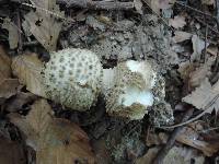 Amanita atkinsoniana image