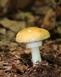 Stropharia hardii image