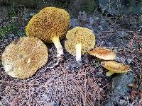 Suillus americanus image