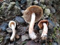 Inocybe whitei image