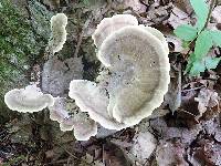 Meripilus sumstinei image