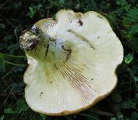 Lactarius allardii image