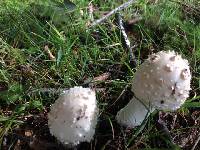 Amanita canescens image