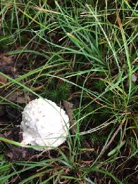 Amanita canescens image