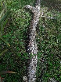 Trametes hirsuta image