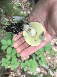 Boletus pallidus image