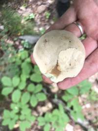 Boletus pallidus image