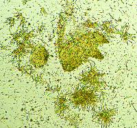 Leotia viscosa image