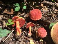 Boletus carminiporus image