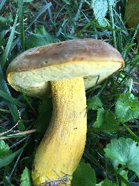 Boletus auripes image