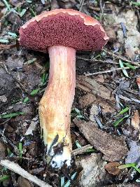 Chalciporus rubinellus image