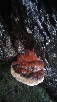 Ganoderma lobatum image