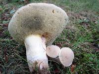 Boletus pallidus image