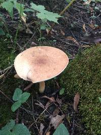 Polyporus radicatus image