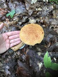 Aureoboletus russellii image