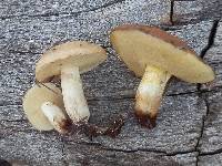 Suillus occidentalis image