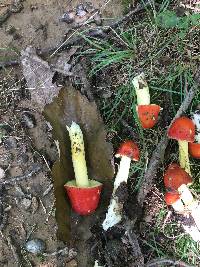 Amanita parcivolvata image