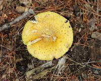 Amanita flavorubens image