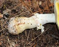 Amanita flavorubens image